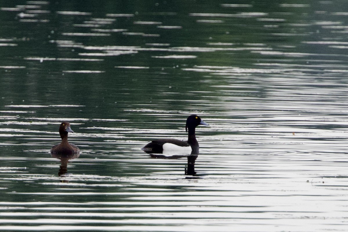 Tufted Duck - ML620407404