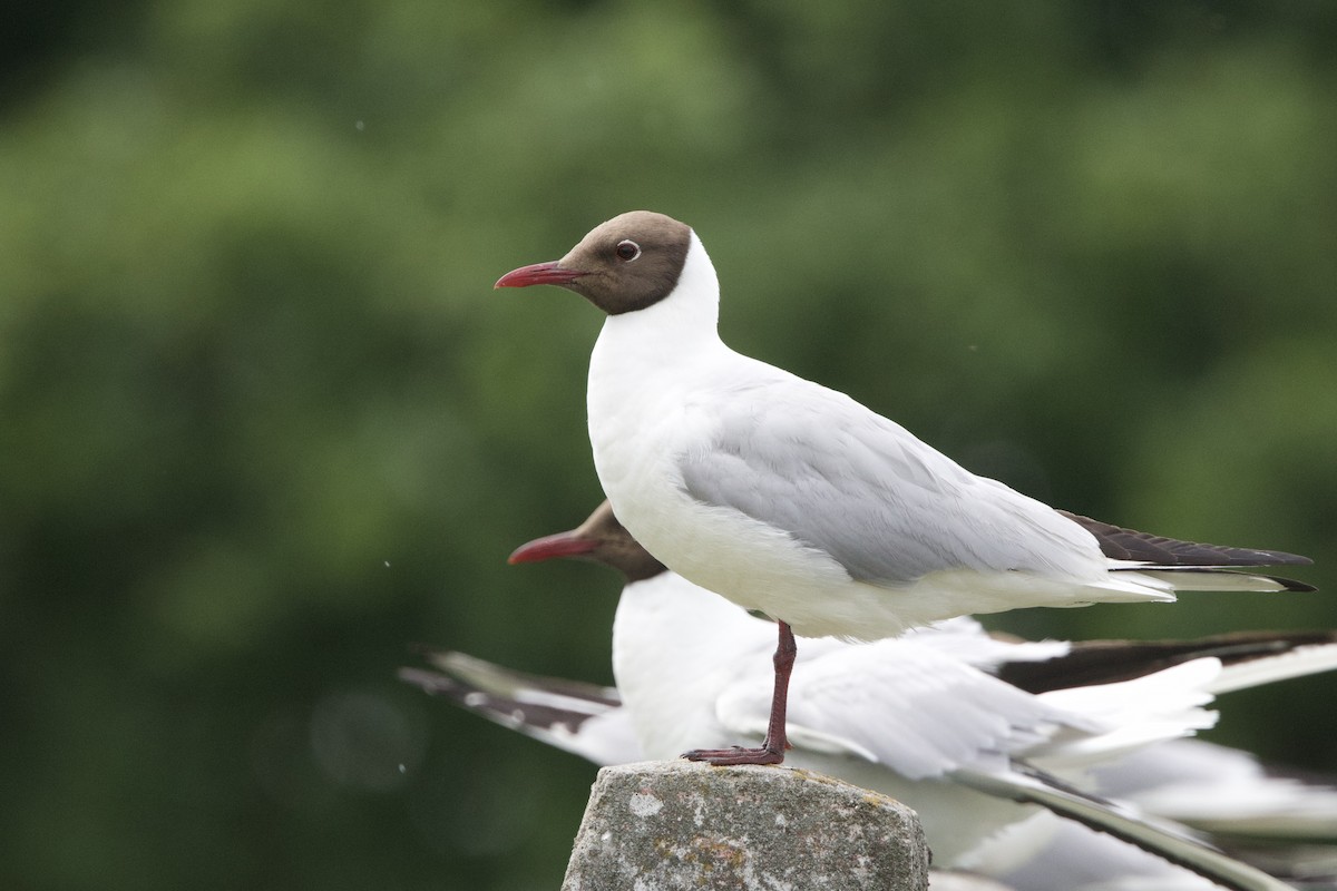 Mouette rieuse - ML620407408