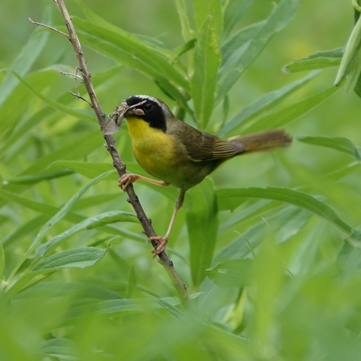 Common Yellowthroat - ML620407410