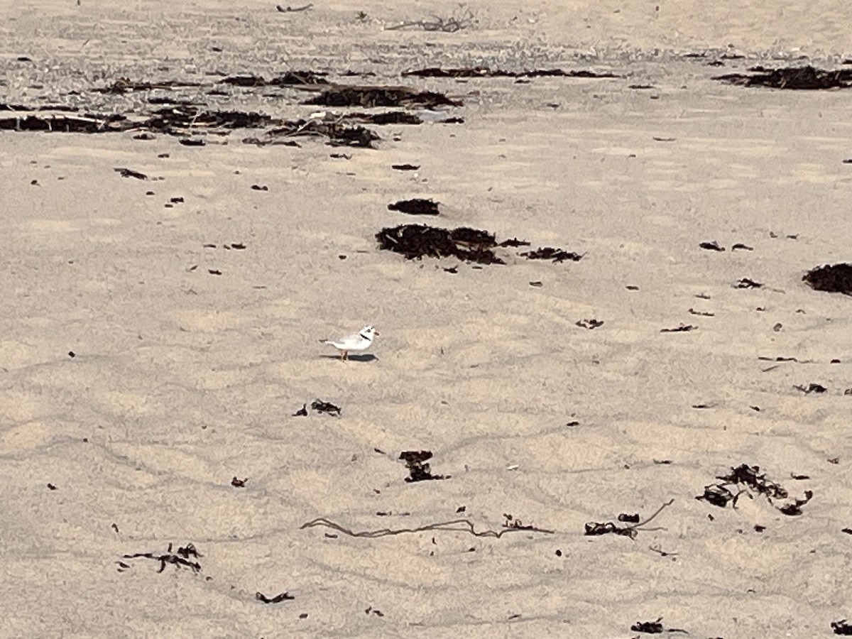Piping Plover - ML620407413