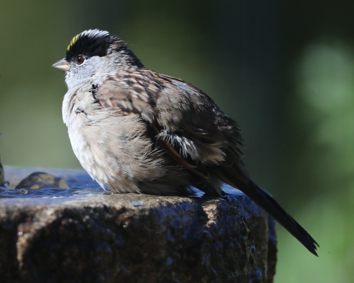 Golden-crowned Sparrow - ML620407424