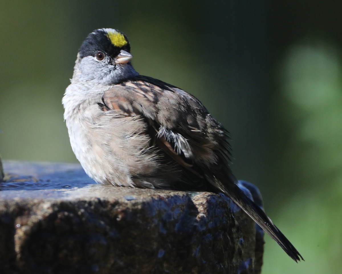 Golden-crowned Sparrow - ML620407425