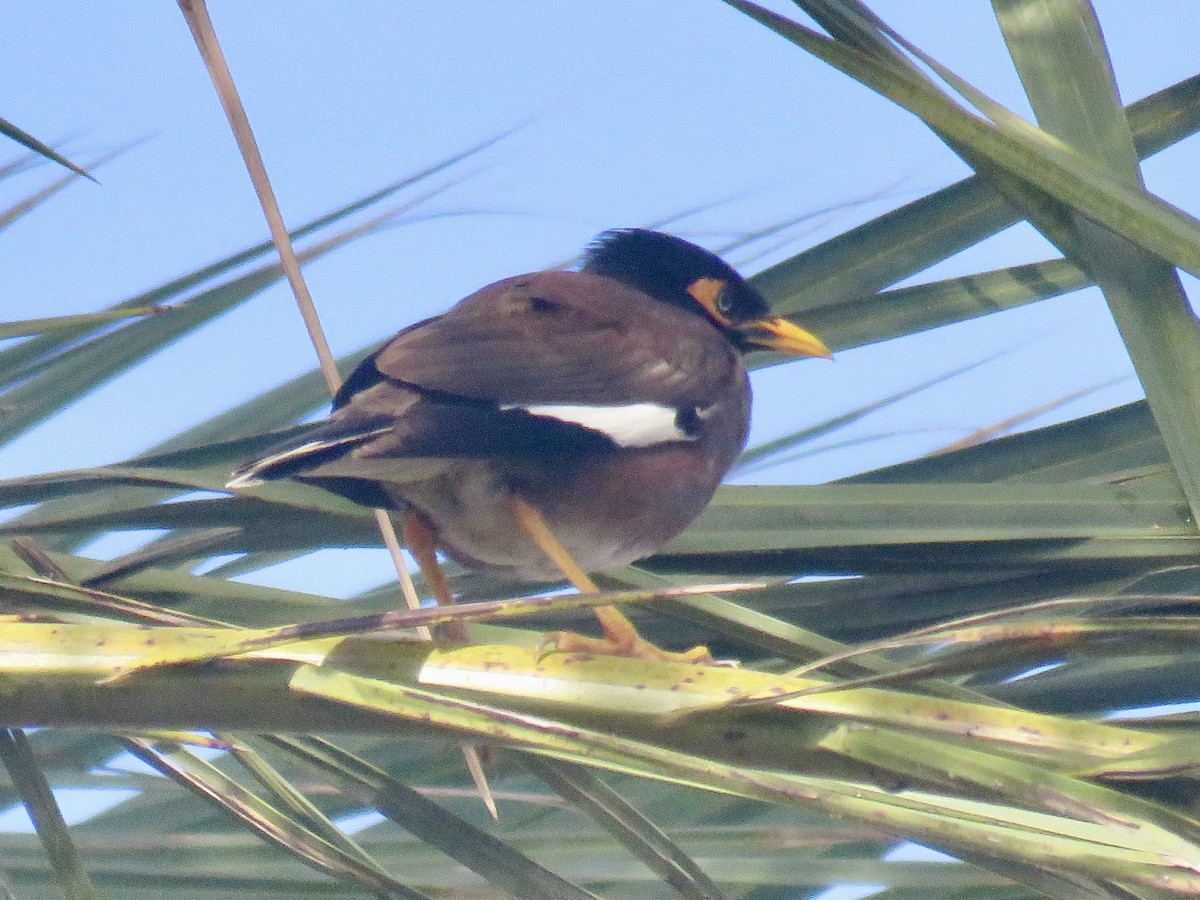 Common Myna - ML620407430