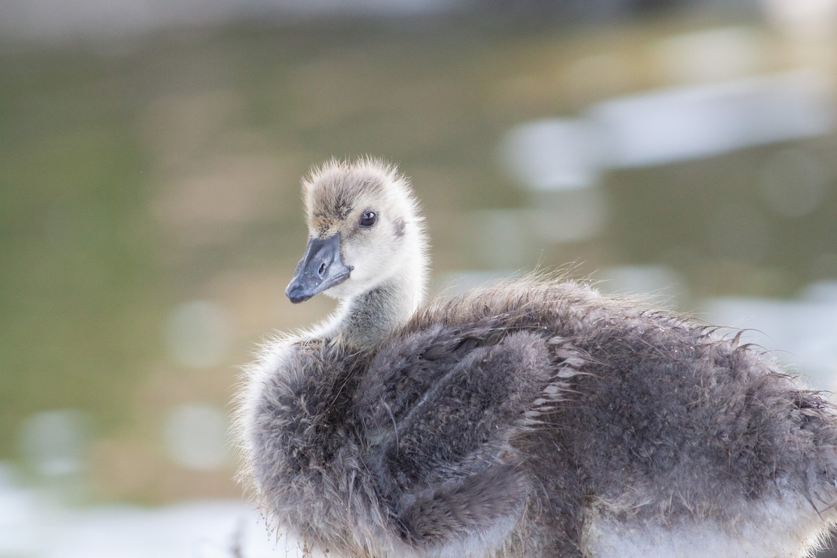 Canada Goose - ML620407436