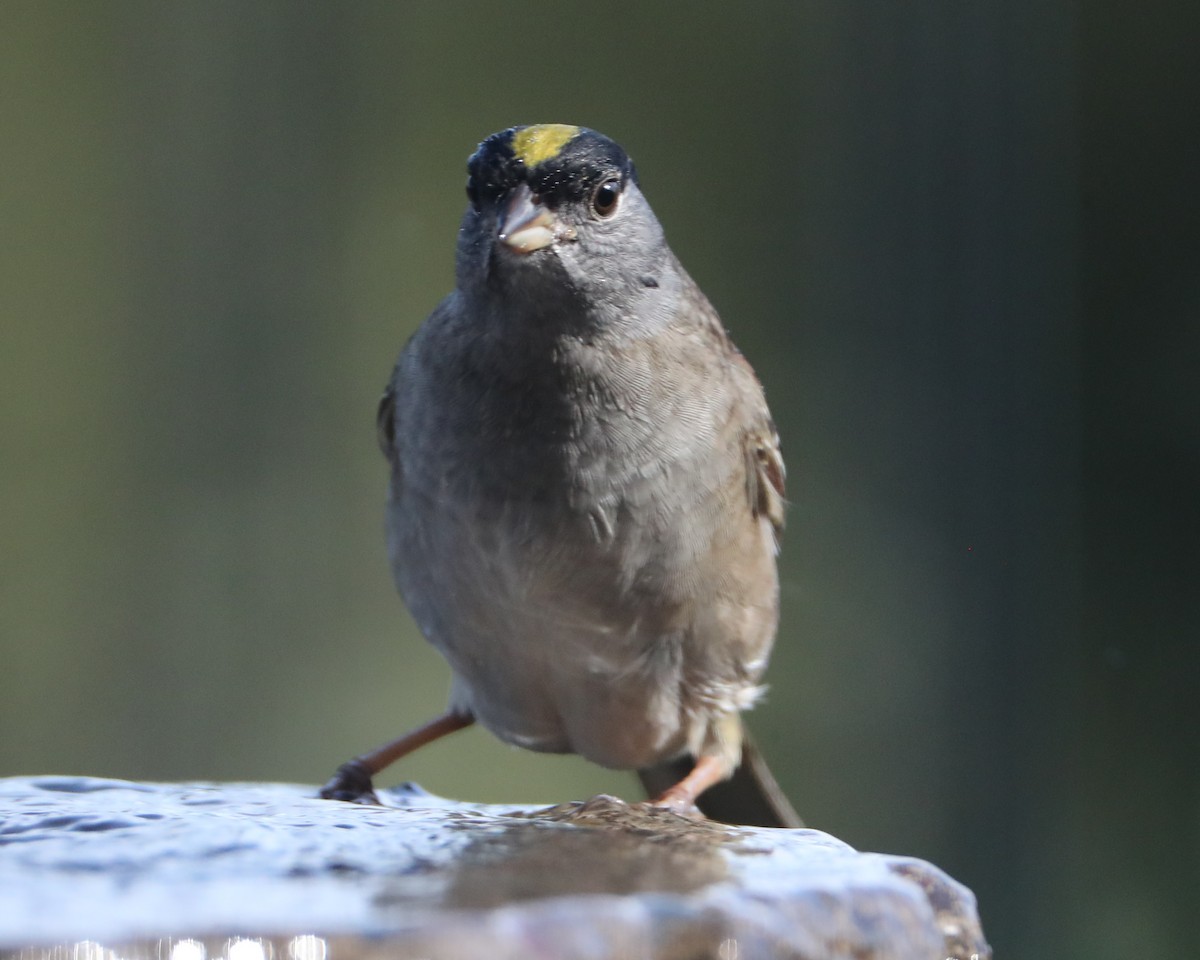 Golden-crowned Sparrow - ML620407440
