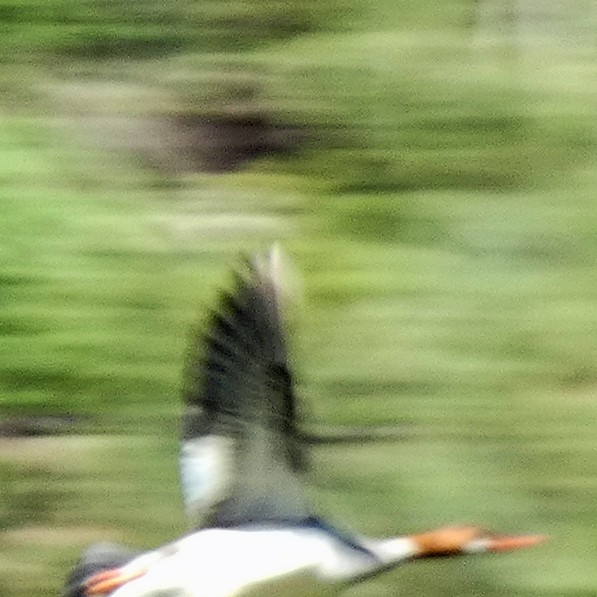 Common Merganser - ML620407445