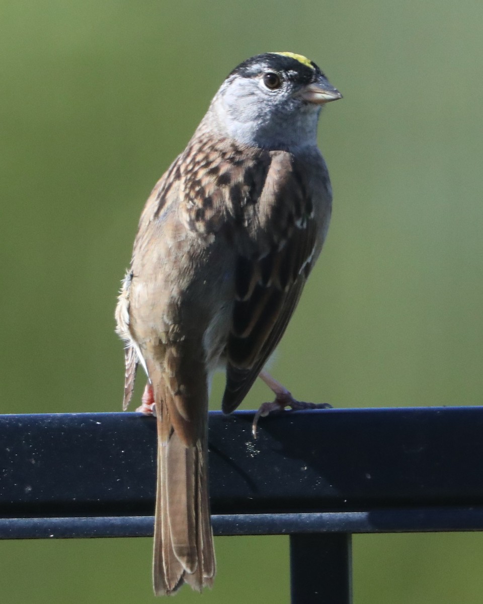 Golden-crowned Sparrow - ML620407450