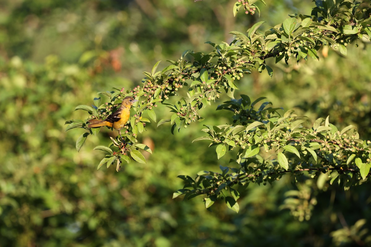 Baltimore Oriole - ML620407454