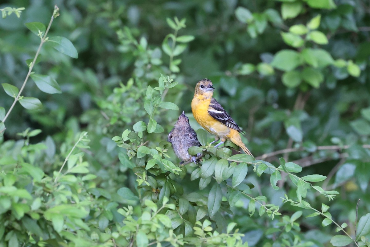 Baltimore Oriole - ML620407455