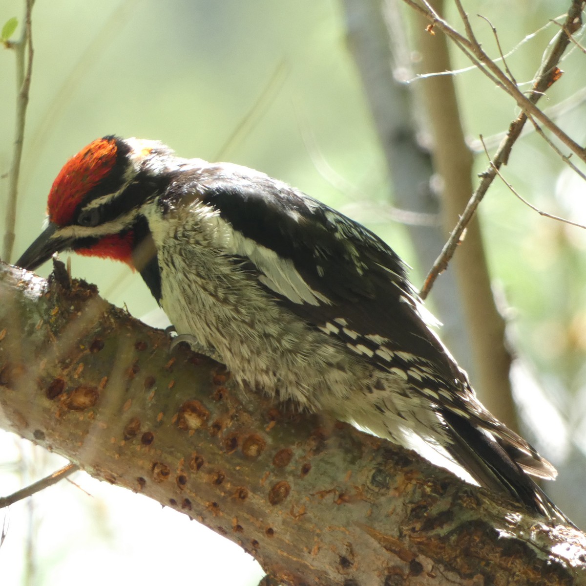 Red-naped Sapsucker - ML620407456