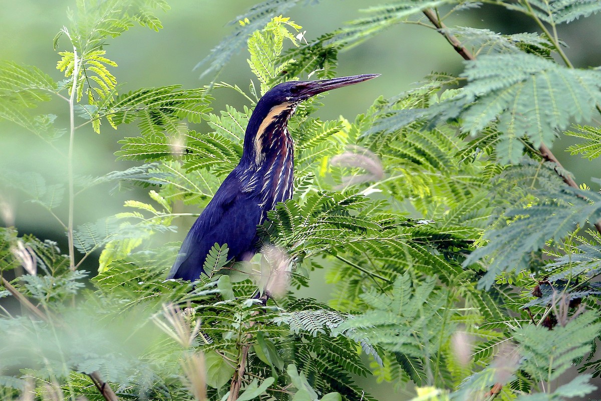 Black Bittern - ML620407463