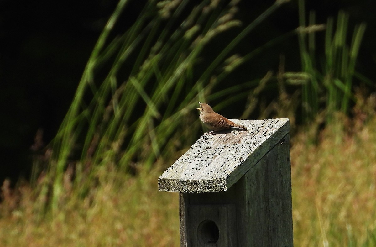 House Wren - ML620407467