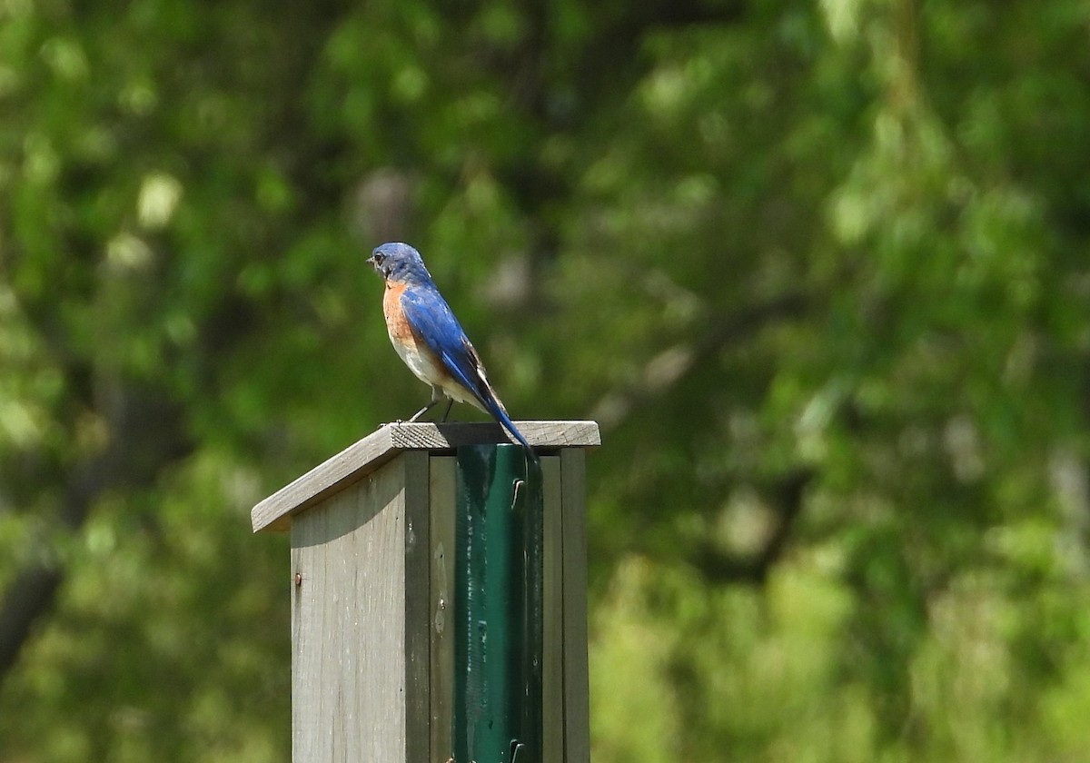 Eastern Bluebird - ML620407477