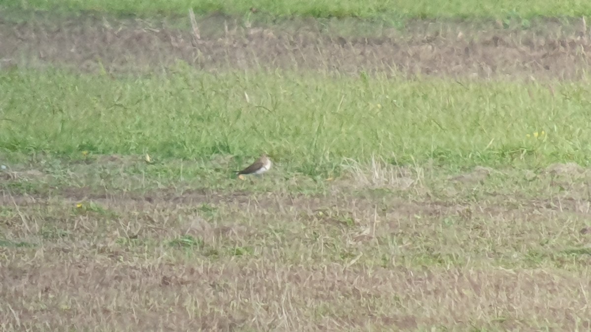 Collared Pratincole - ML620407483