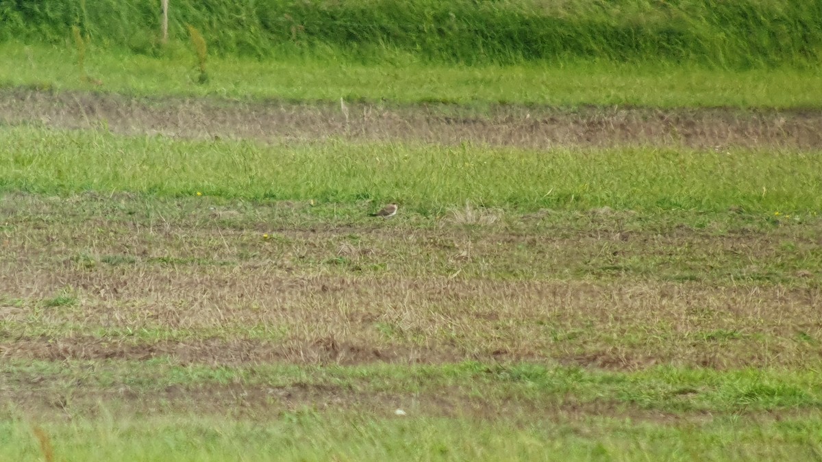 Collared Pratincole - ML620407489