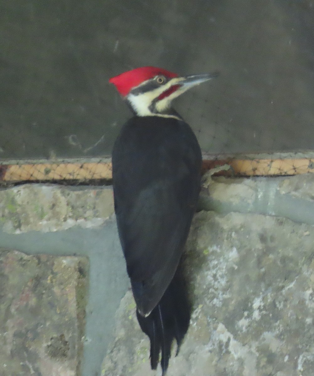 Pileated Woodpecker - ML620407493