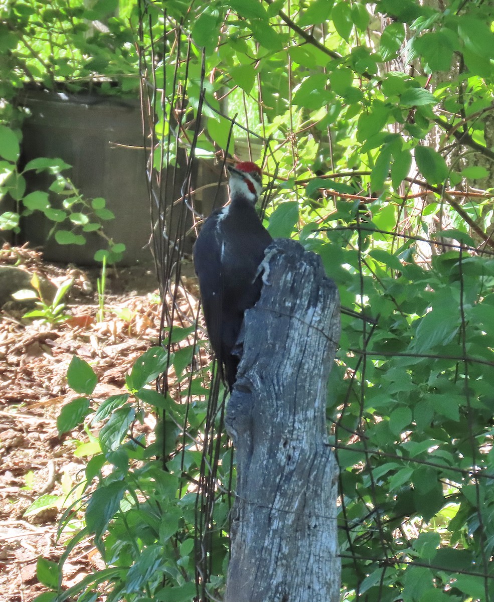 Pileated Woodpecker - ML620407494