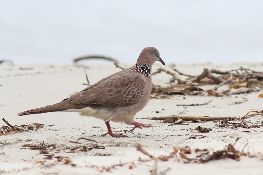Spotted Dove - ML620407501
