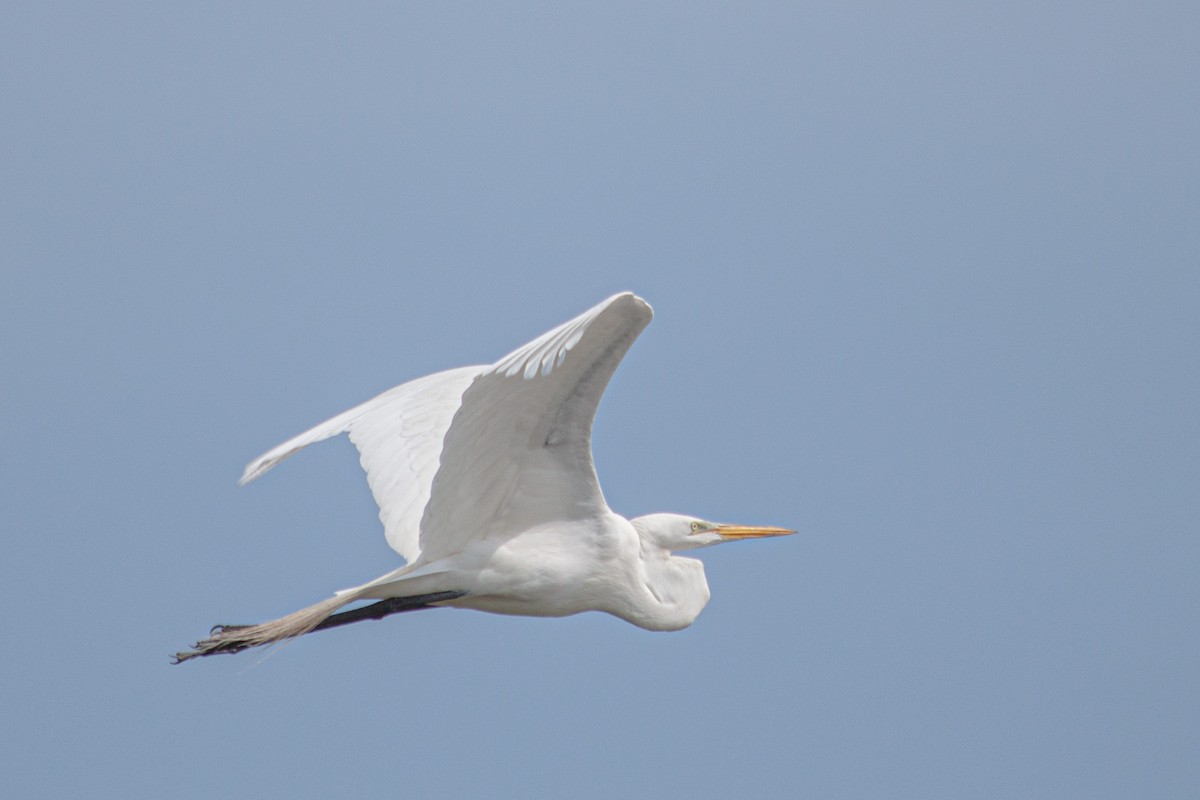 Great Egret - ML620407502