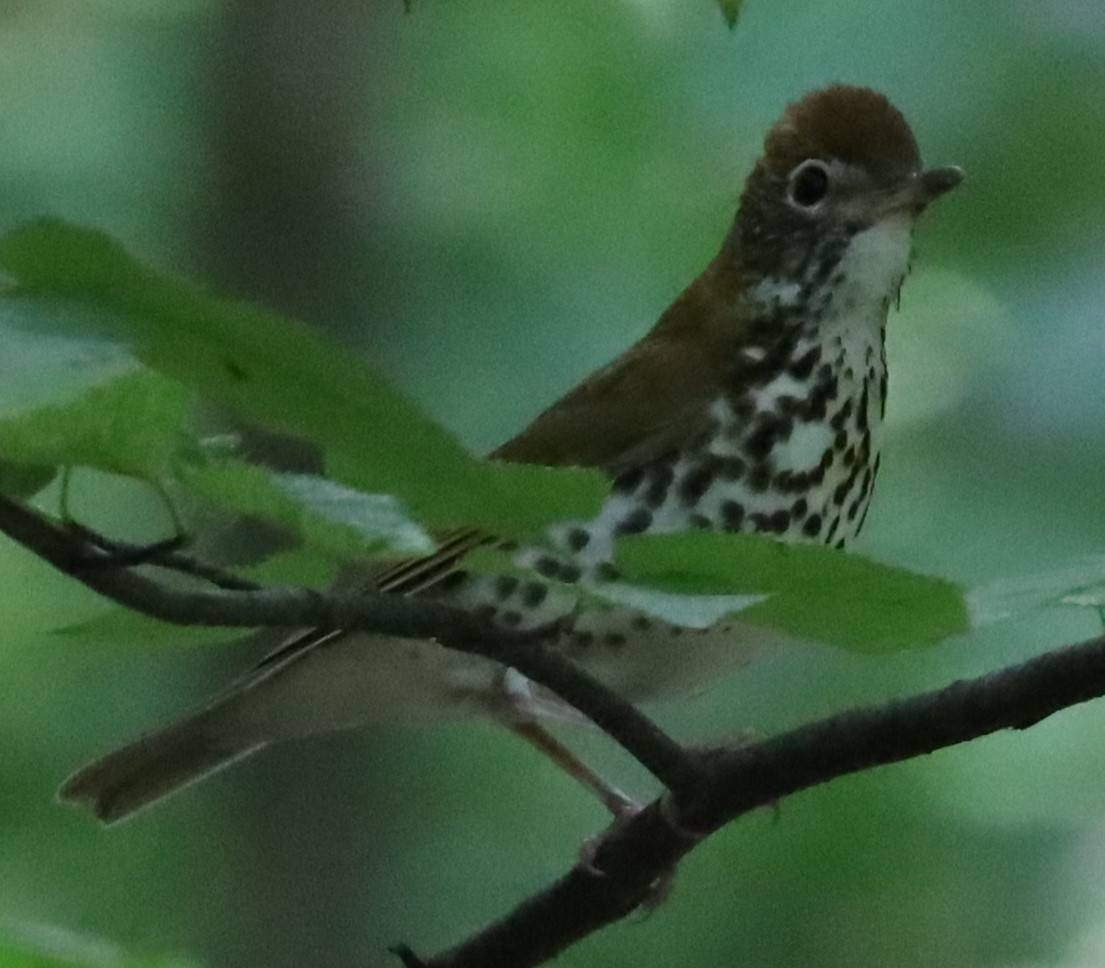 Wood Thrush - ML620407504