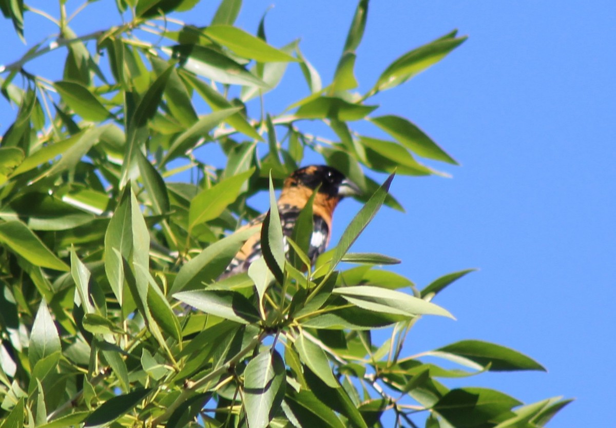 Black-headed Grosbeak - ML620407528