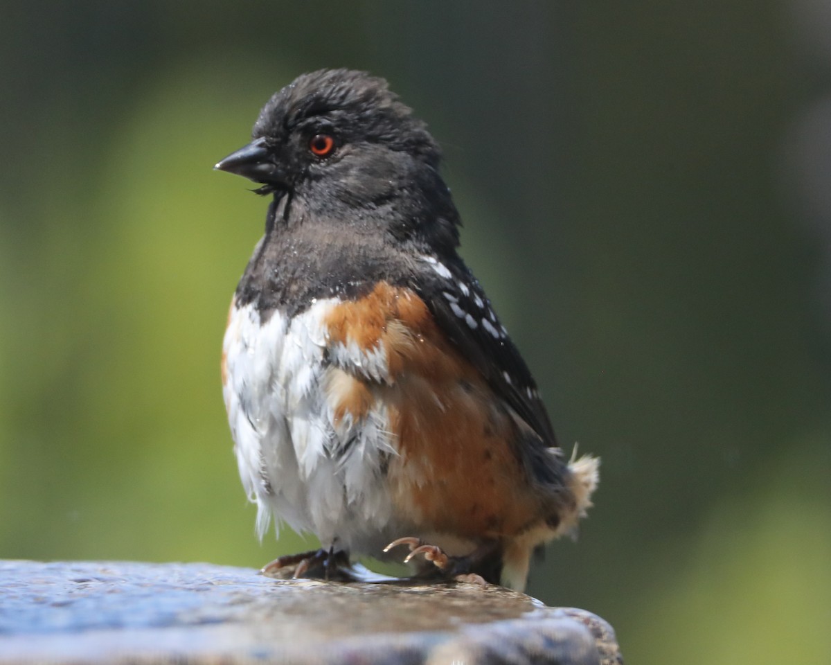 Spotted Towhee - ML620407542