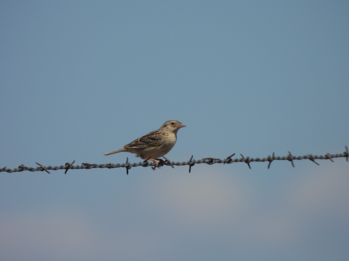 Grasshopper Sparrow - ML620407557