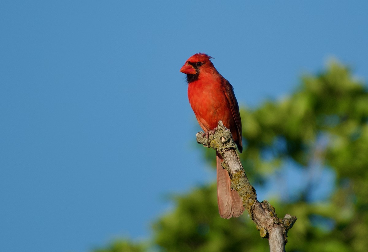 Cardinal rouge - ML620407558
