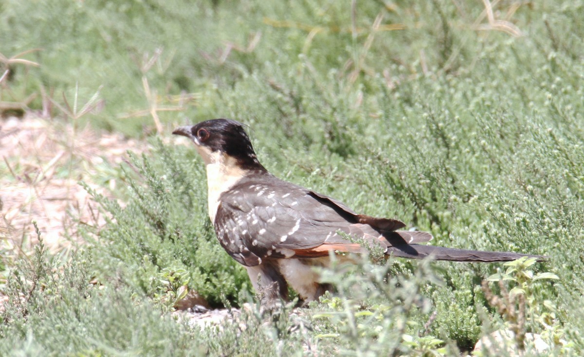 Great Spotted Cuckoo - ML620407574