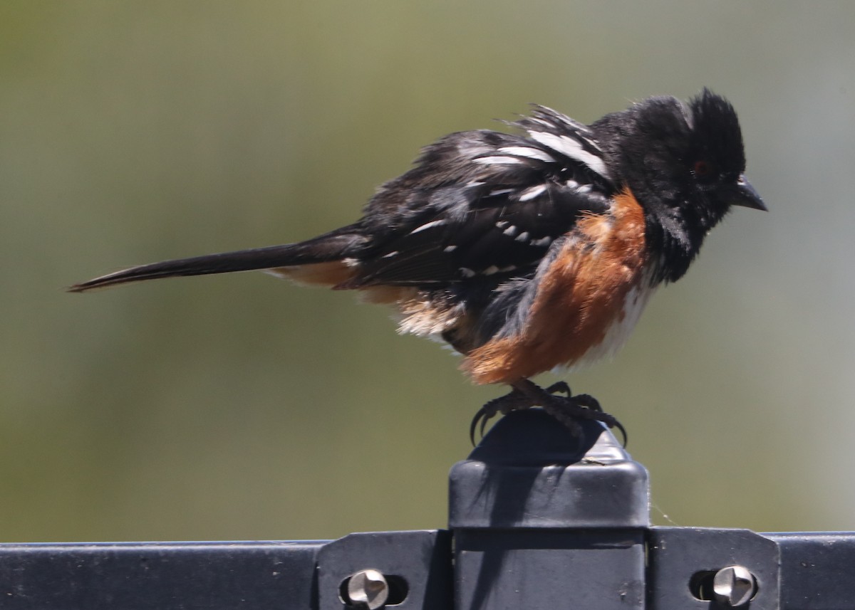 Spotted Towhee - ML620407583