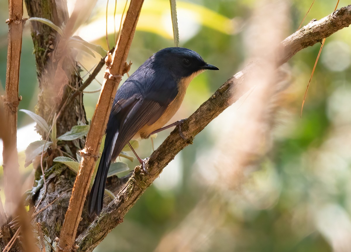 Slaty-backed Flycatcher - ML620407596