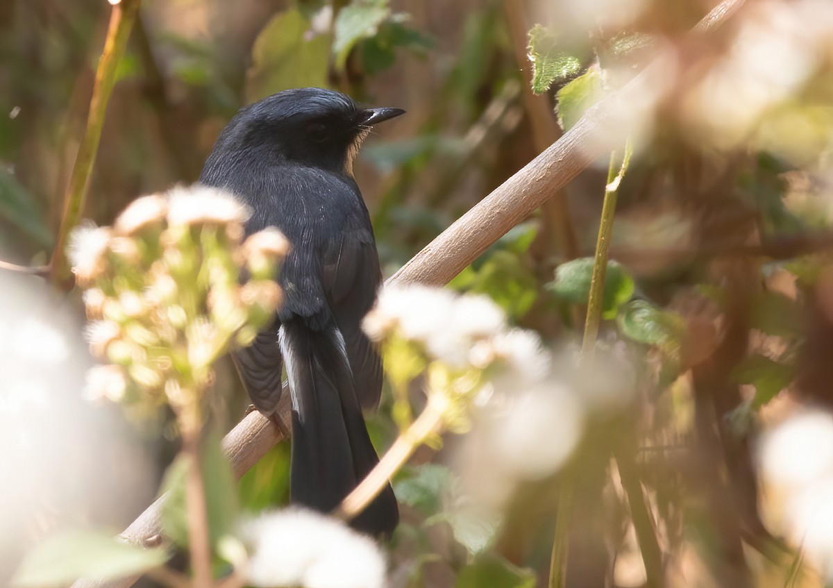 Slaty-backed Flycatcher - ML620407599