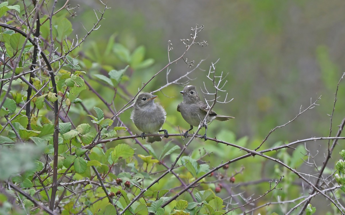 Élénie à cimier blanc (chilensis) - ML620407609