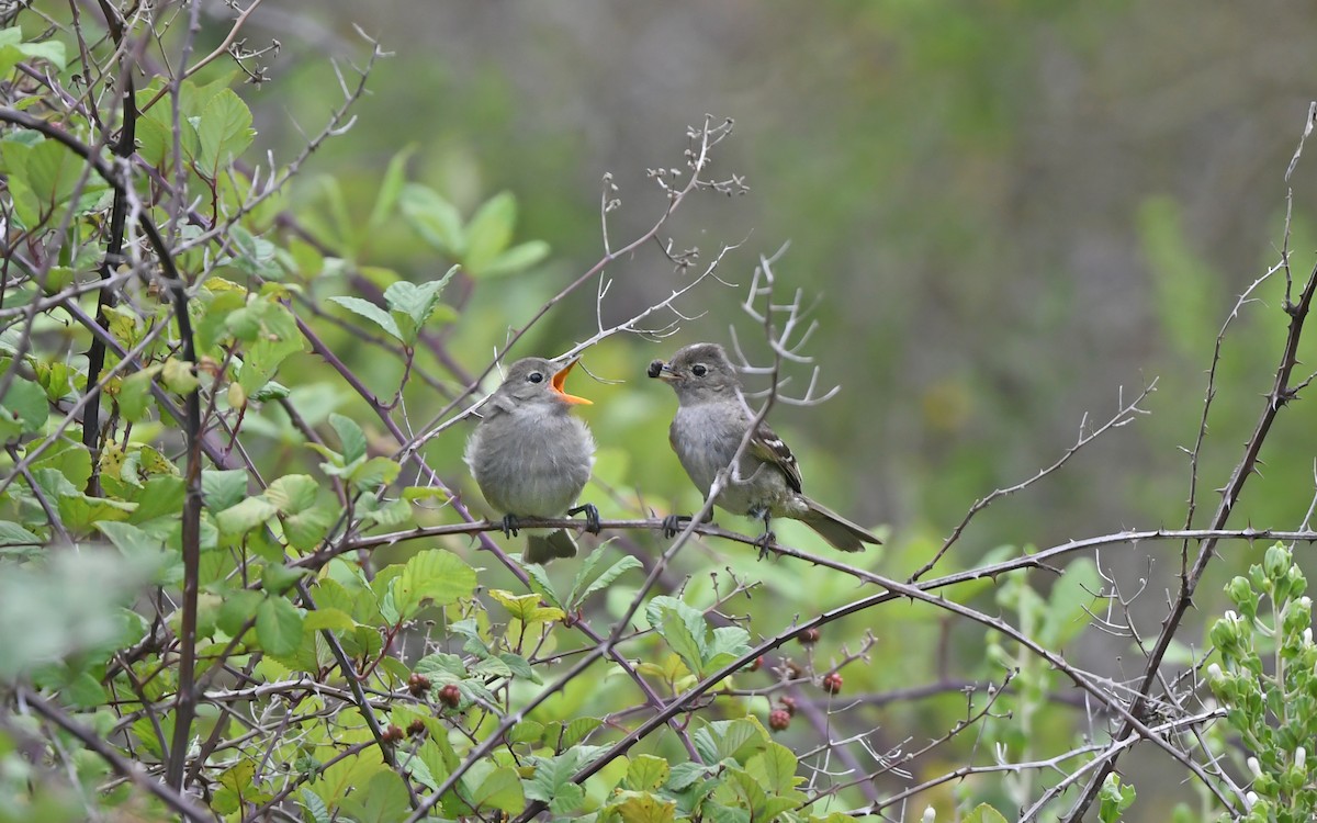 Fiofío Crestiblanco (chilensis) - ML620407610