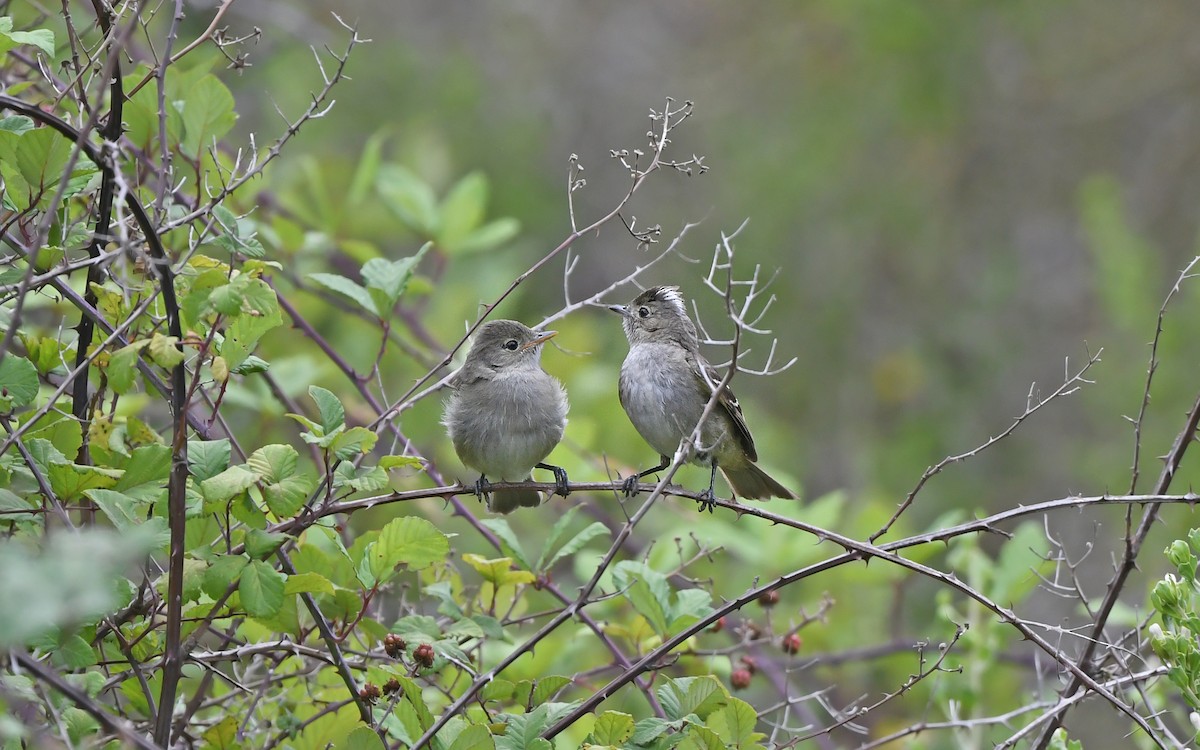 Ak Tepeli Elenya (chilensis) - ML620407611