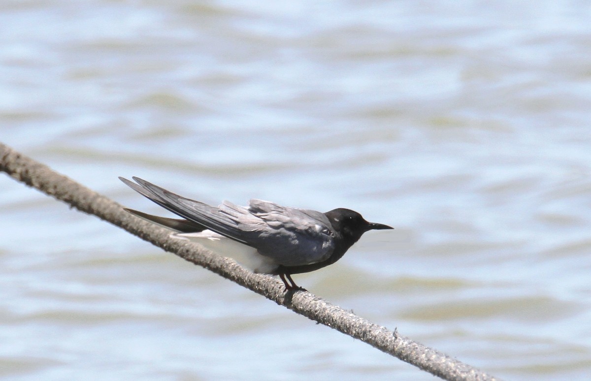 Black Tern - ML620407622