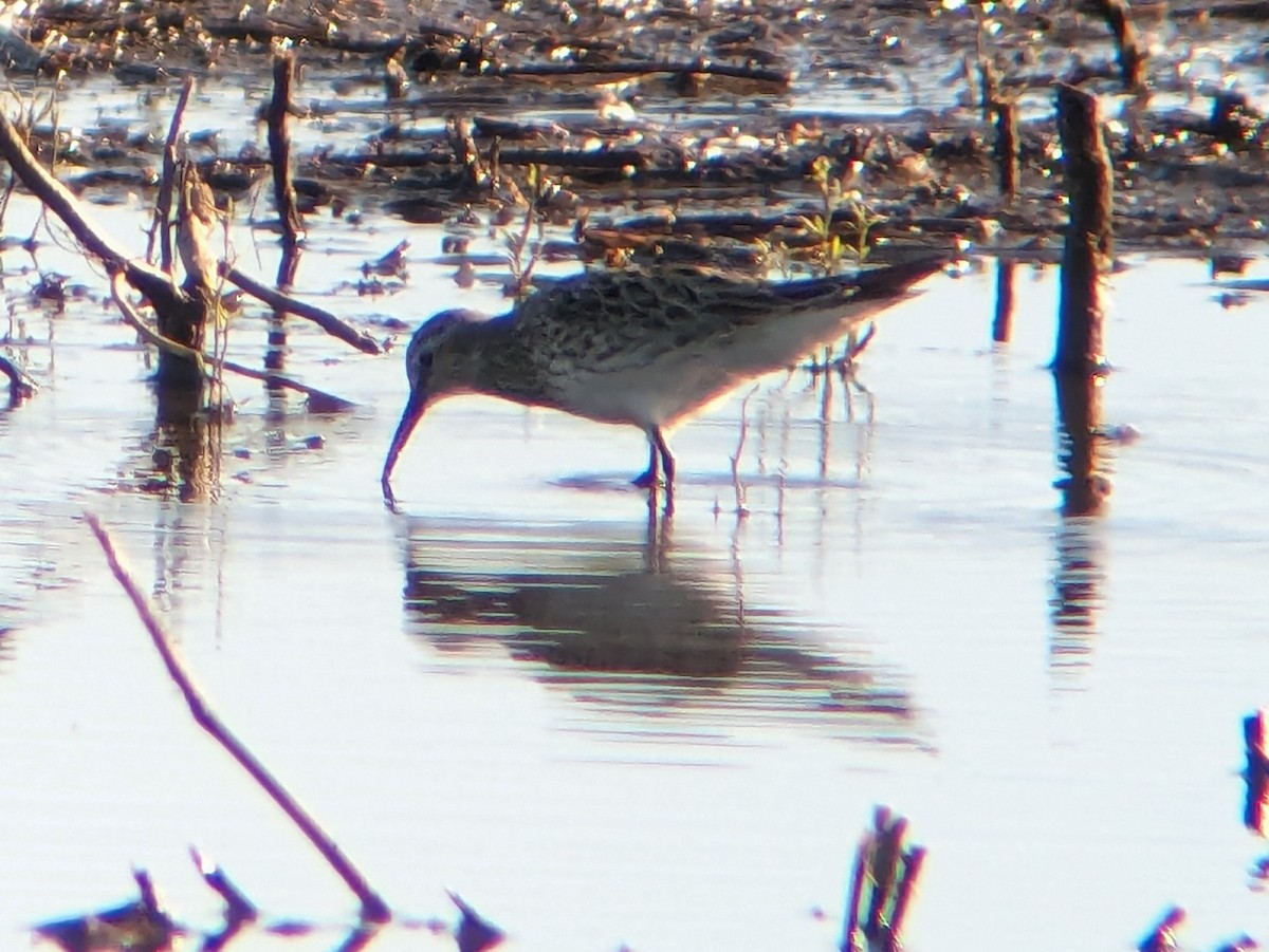 Weißbürzel-Strandläufer - ML620407650