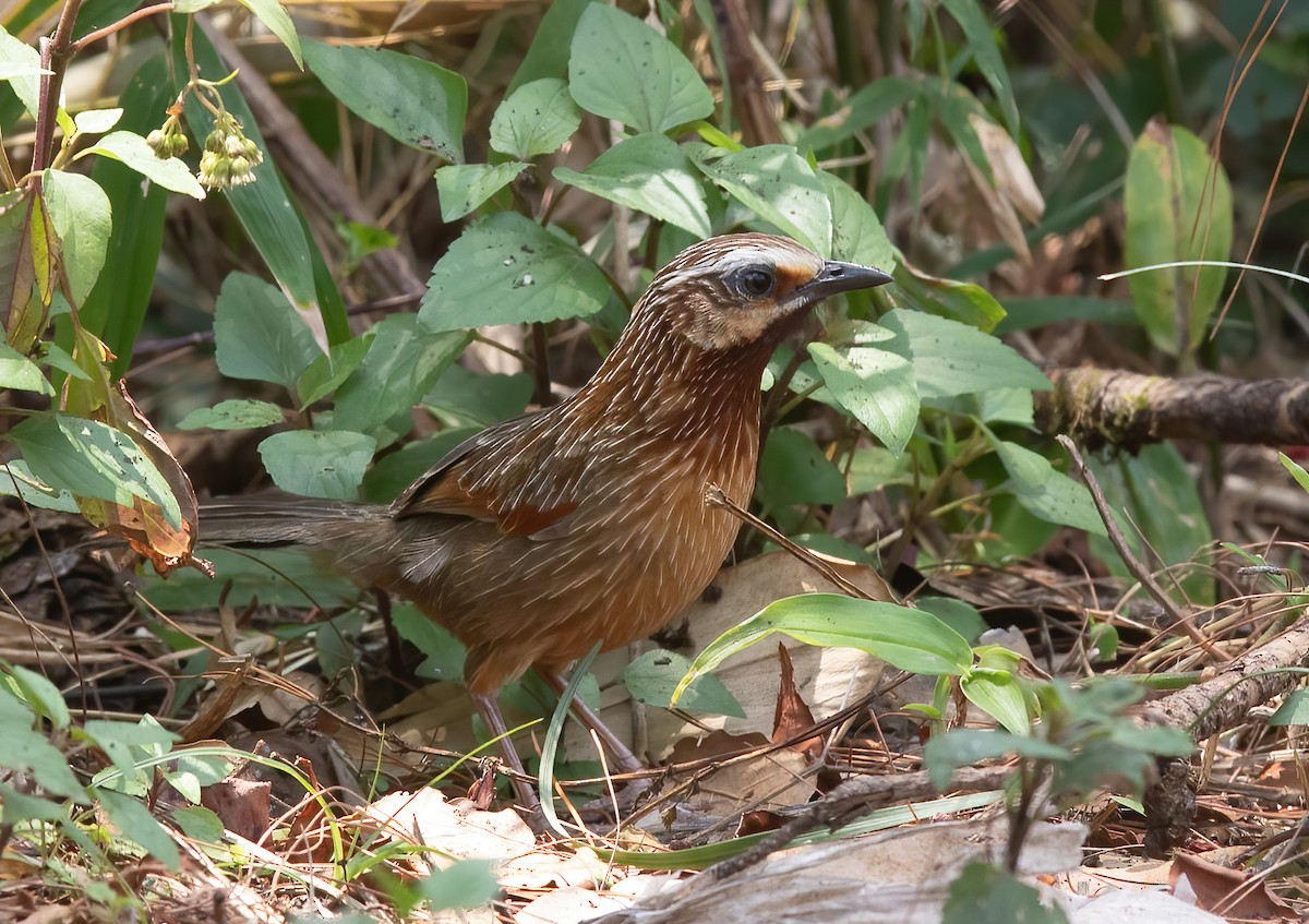 Striped Laughingthrush - ML620407659