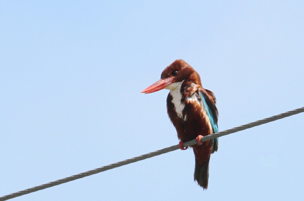 White-throated Kingfisher - ML620407687