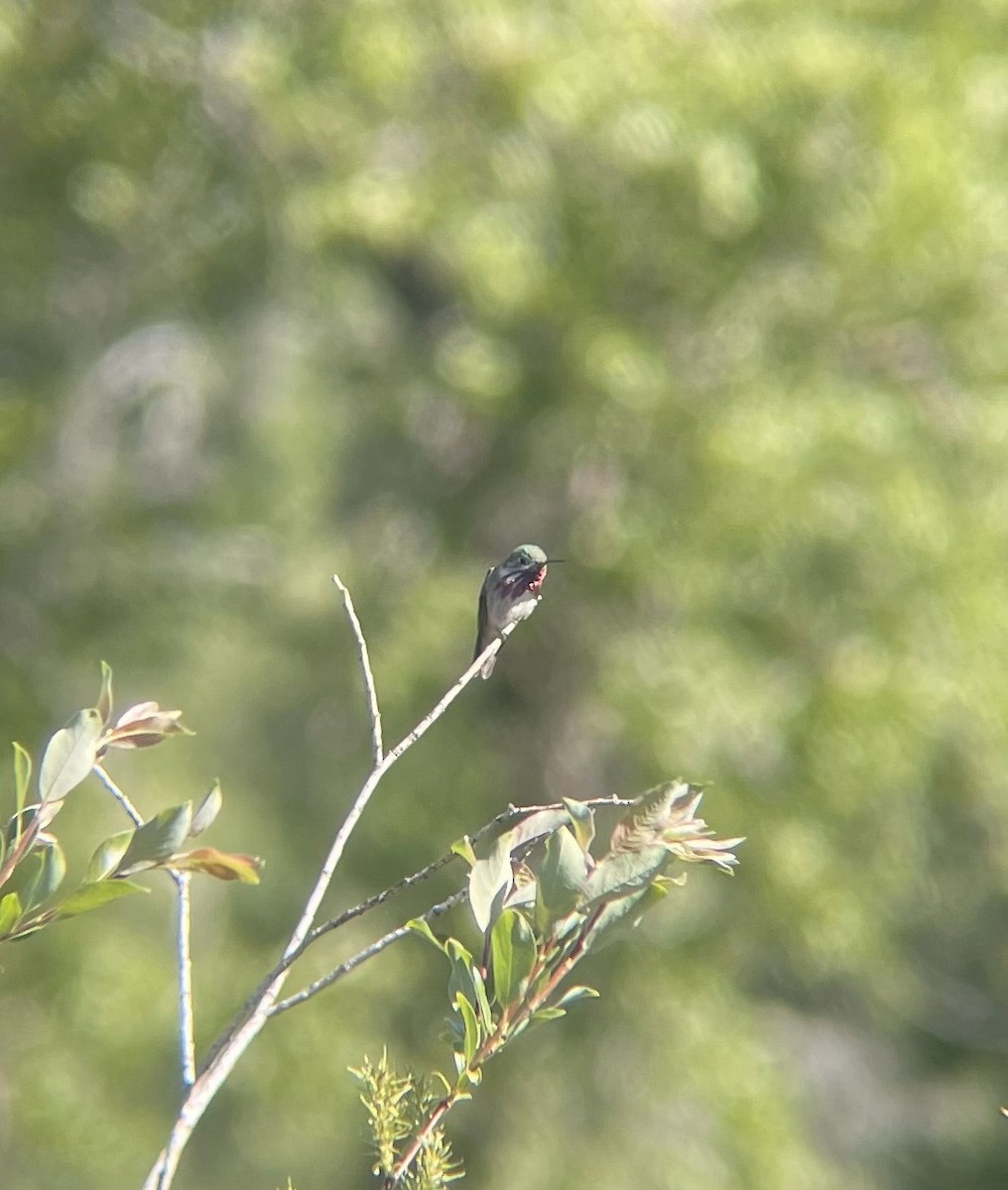 Calliope Hummingbird - ML620407690