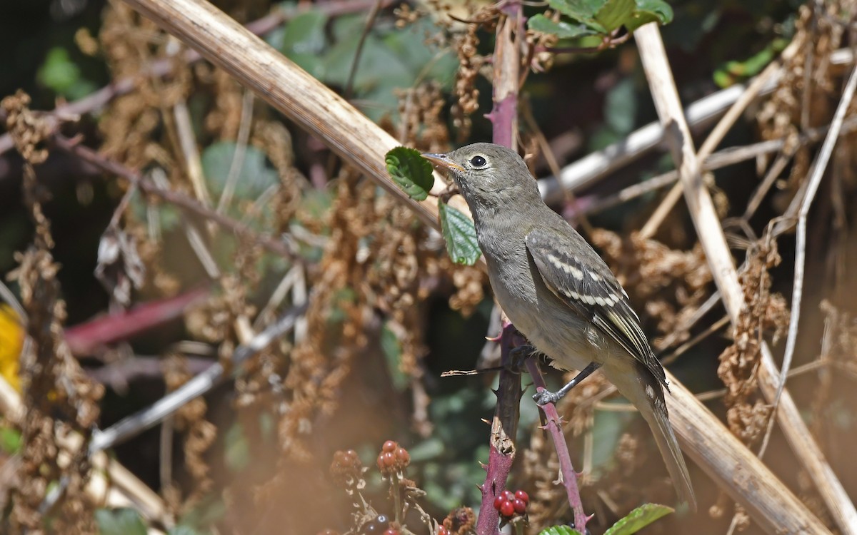 Weißkronen-Olivtyrann (Weißbauch-Olivtyrann) - ML620407693