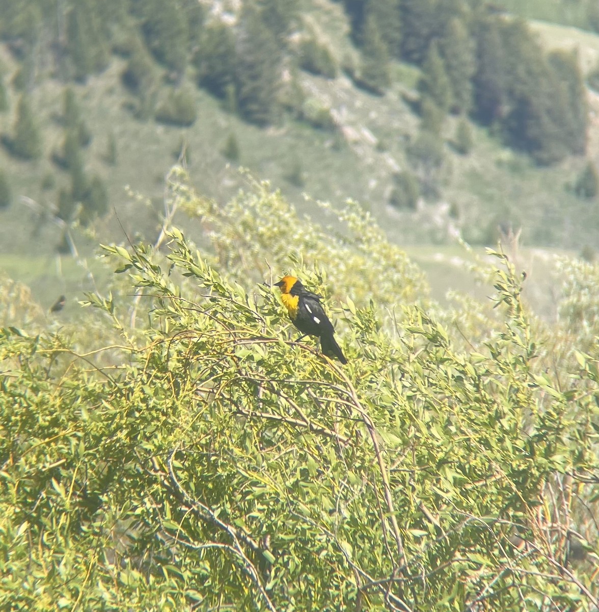 Yellow-headed Blackbird - ML620407711