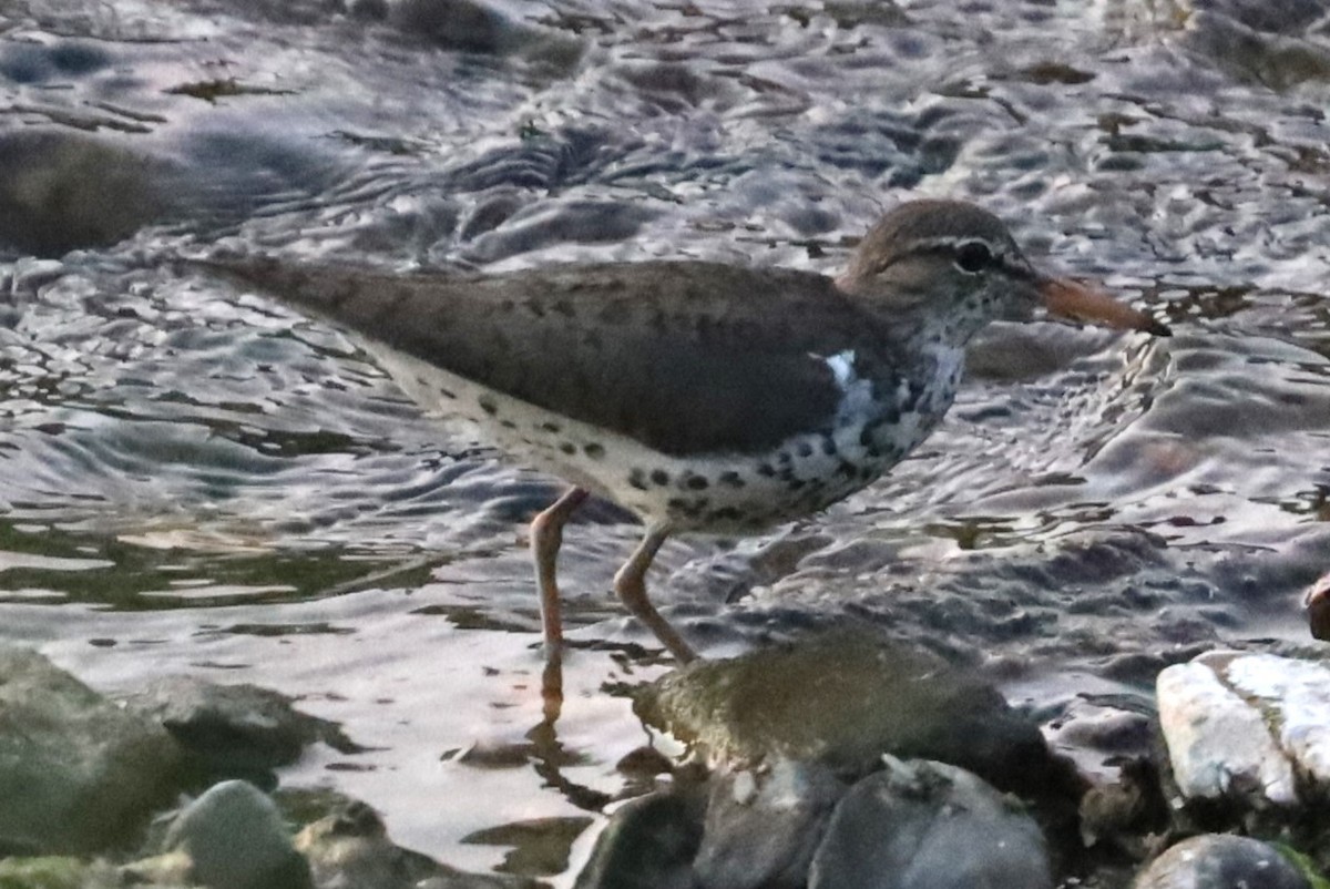 Spotted Sandpiper - ML620407715