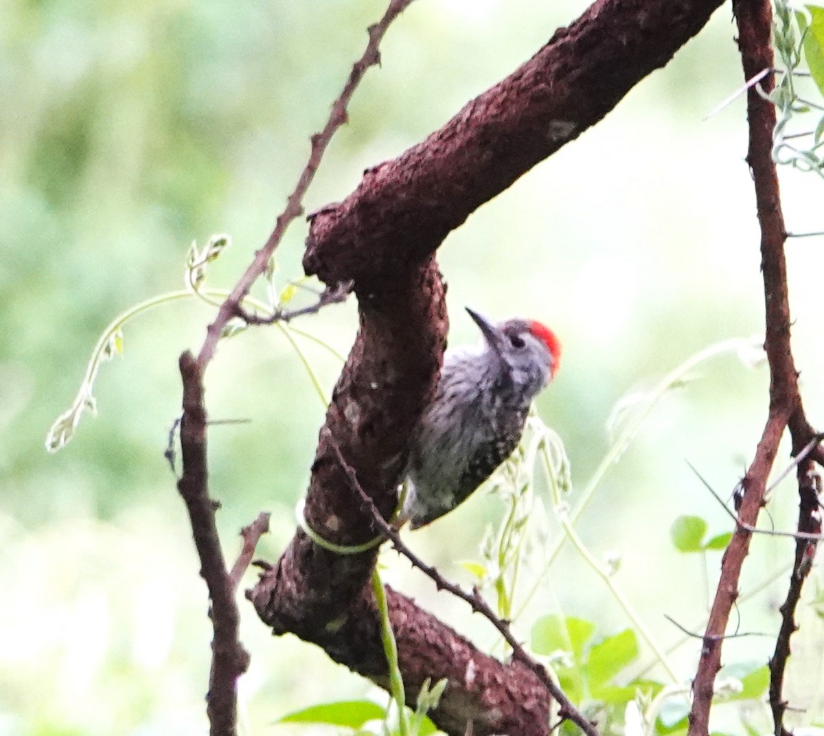 Cardinal Woodpecker - ML620407716