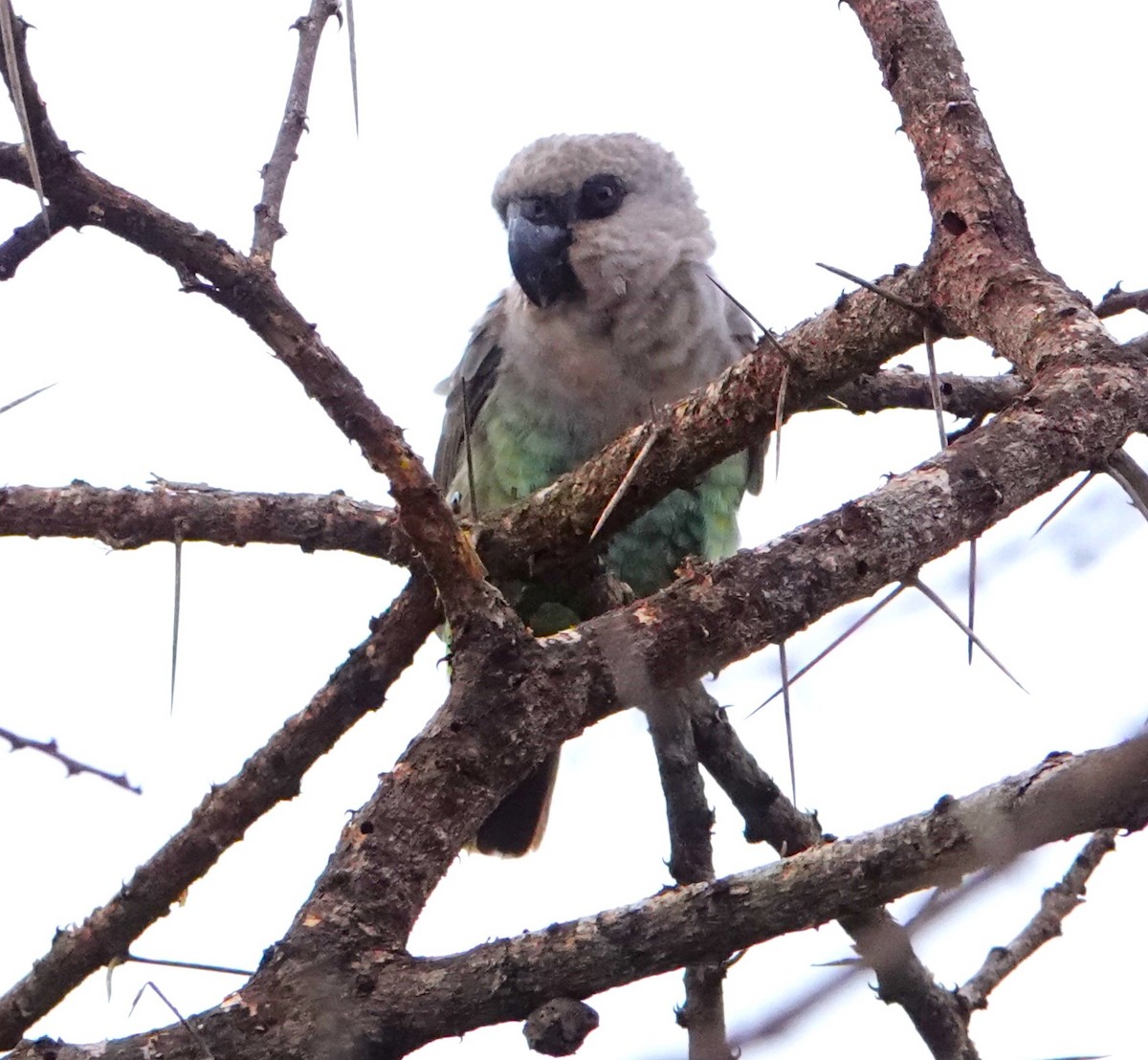 アカハラハネナガインコ - ML620407719