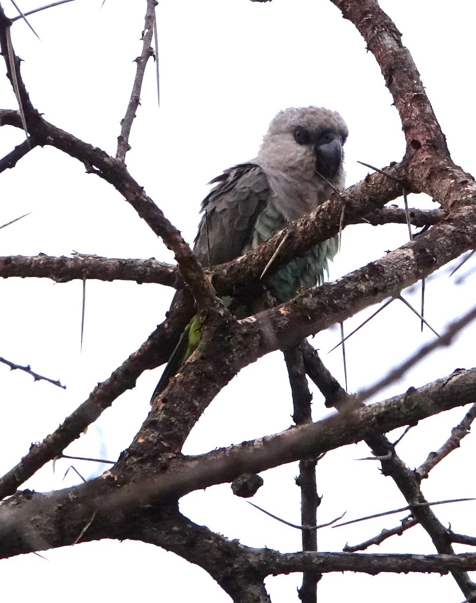 アカハラハネナガインコ - ML620407724