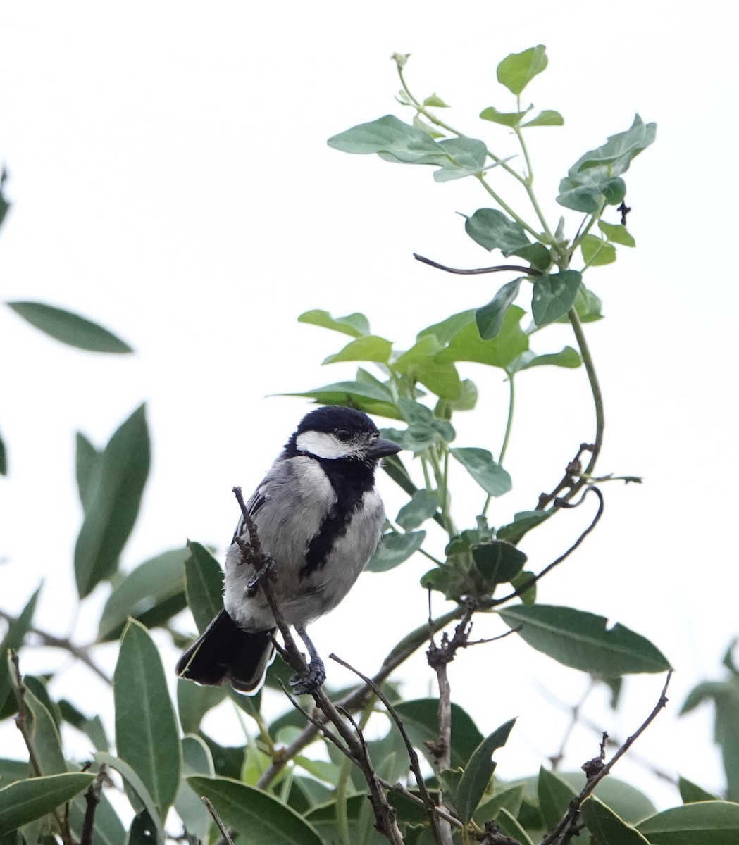 Somali Tit - ML620407733