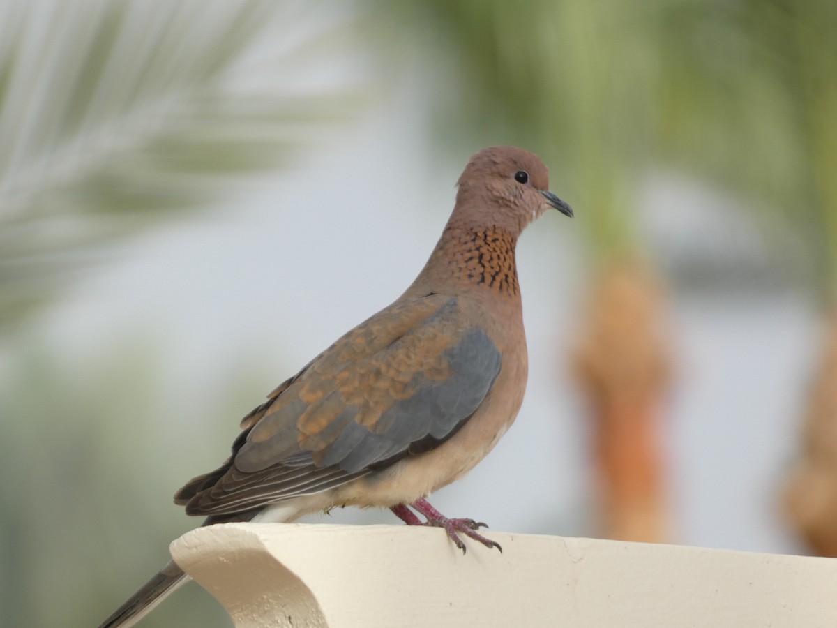 Laughing Dove - ML620407741