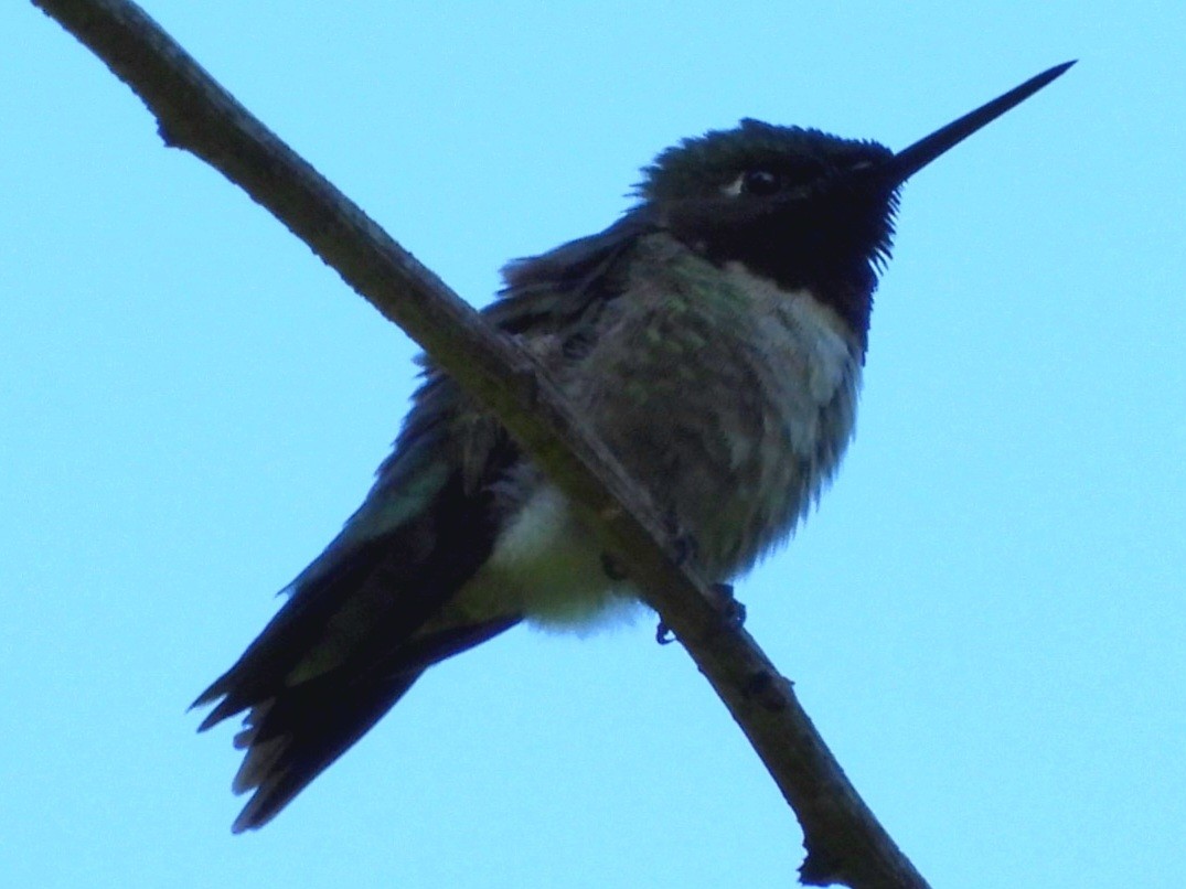 Colibri à gorge rubis - ML620407746