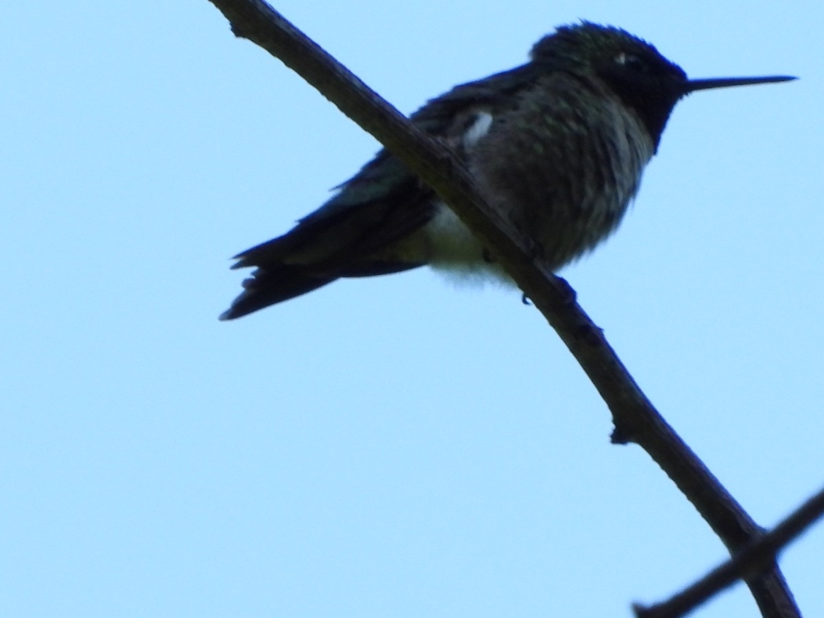 Ruby-throated Hummingbird - ML620407747